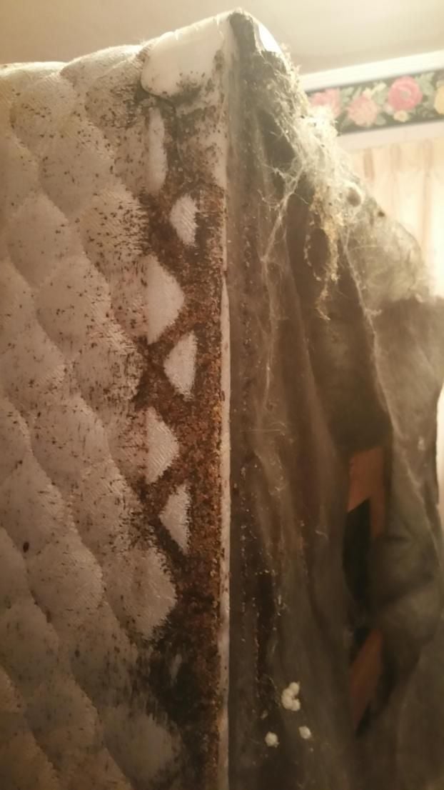 A recent bed bug extermination job in the Chicago, IL area